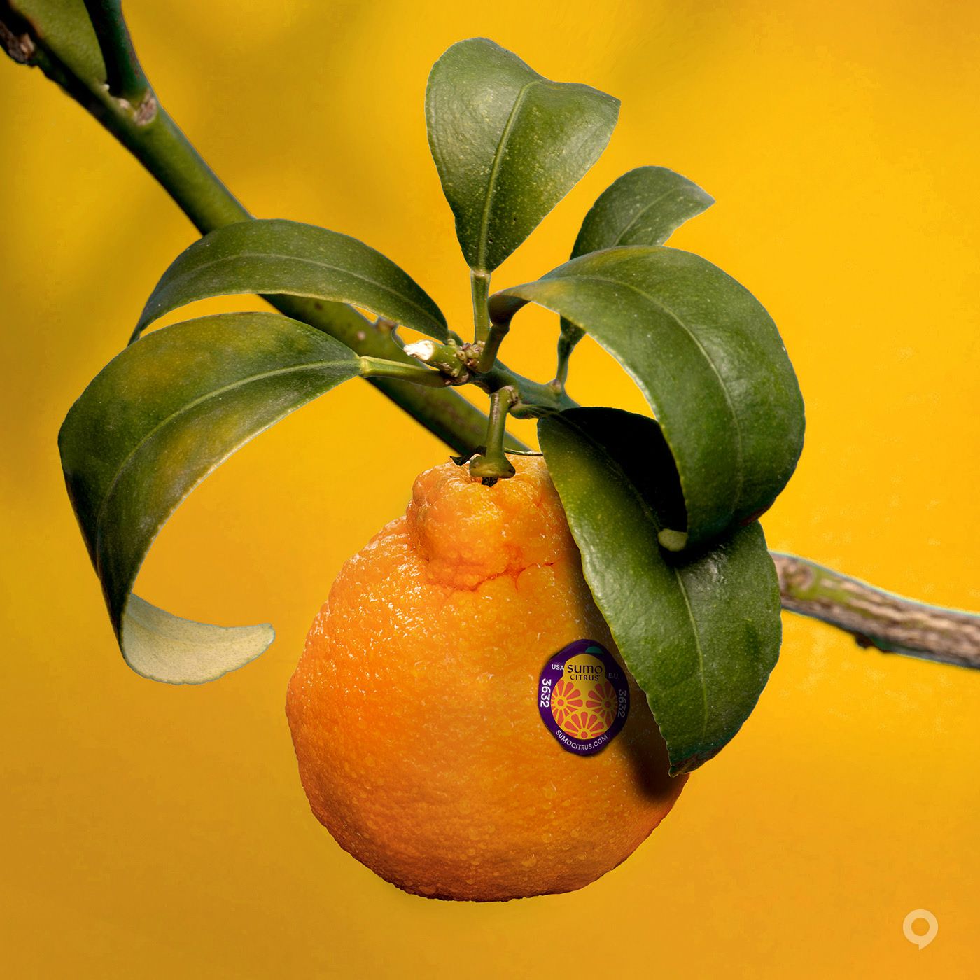美国Sumo Citrus甜橙包装设计欣赏(图7)